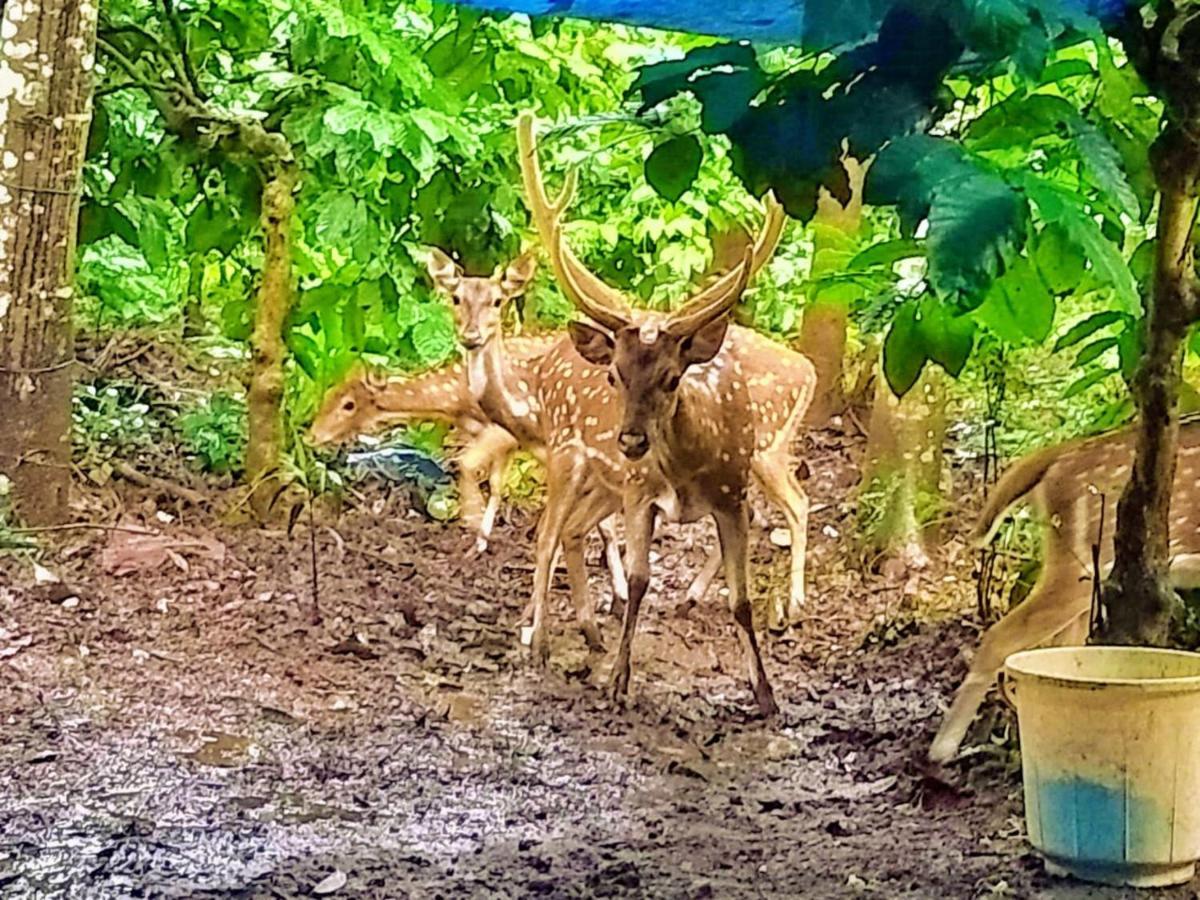Adrak Mountain Mist Forest Resort Pulpally Buitenkant foto
